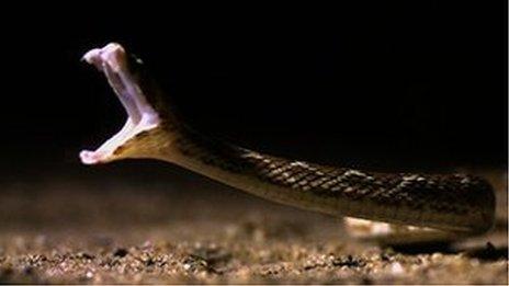 a saw scaled viper