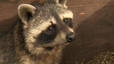 Appeal to find owner of raccoon 'mistaken as a badger' - BBC News