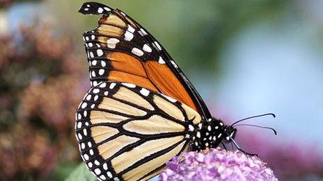 Monarch butterfly spotted in Easton, Portland island