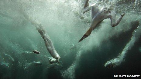 Gannet Jacuzzi wins British Wildlife Photography Award - BBC News