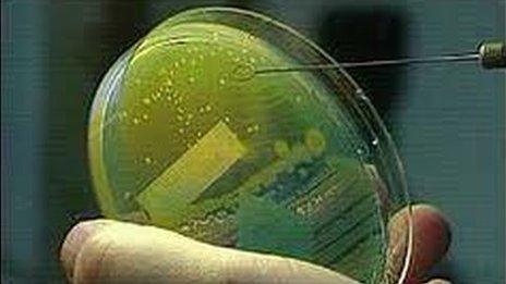 E.coli