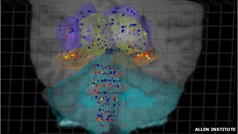 Human brain map