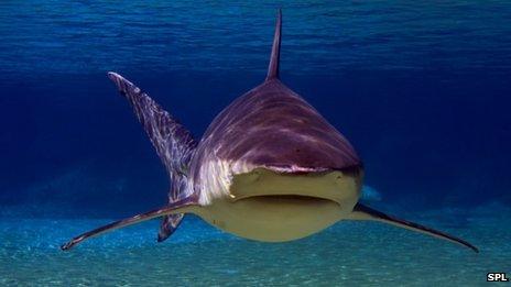 Bull shark in shallows