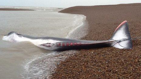 Whale stranded at Shingle Street