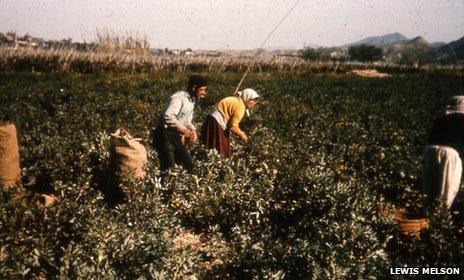 Agricultural workers picking tomatoes in Palomares