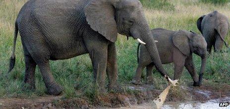 Elephants at a water hole in KwaZulu Natal, South Africa (Archive shot - May 2006)