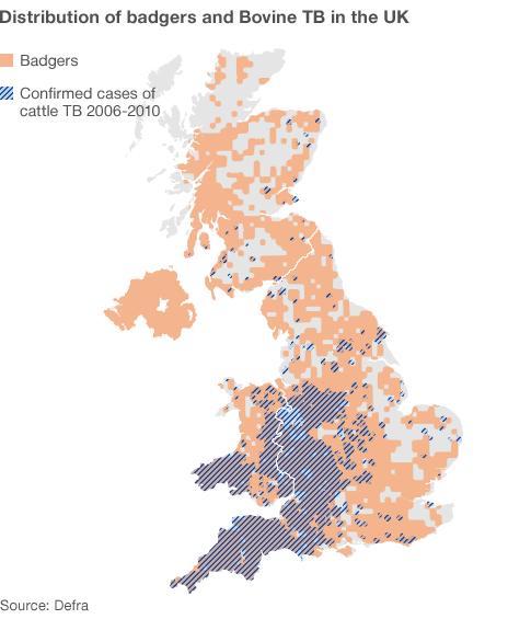 map showing distribution of badgers and bovine TB in the UK