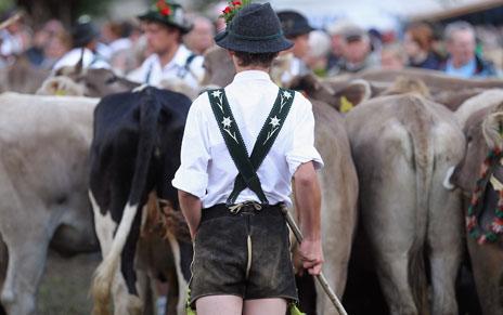 Cows, man and short lederhosen