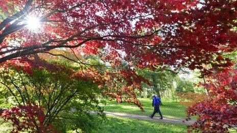 A walker enjoys the Autumn colours at Westonbirt Arboretum in Gloucestershire