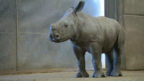 Nijiri the white rhino