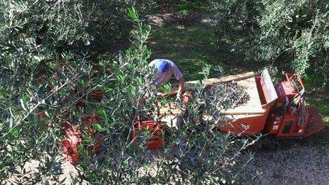 Picking olives in Veneto, Italy