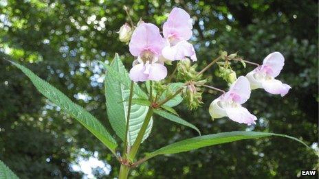 Wildlife Trust success in cutting Himalayan Balsam by River Alyn - BBC News