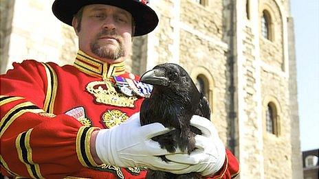 Chris Skaife, the tower's raven master