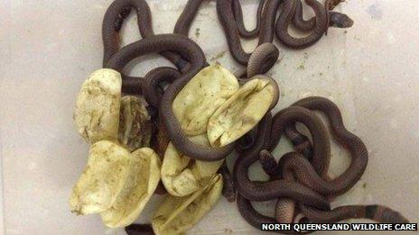 The newly-hatched snakes and their eggs