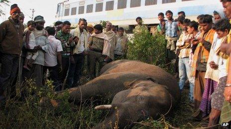 One of the elephants killed by a train in the Rambha forest area in India's Orissa state on 30 December 2012