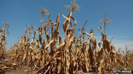 Corn plants struggle to survive in a drought-stricken farm field near Oakton, Indiana 19 July 2012