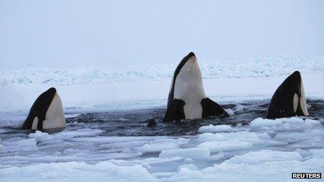 Killer whales surface through a small hole in the ice near Inukjuak, in Northern Quebec on 8 January 2013
