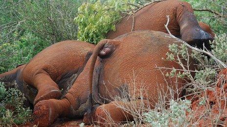 Slain elephants, Tsavo National Park, Kenya
