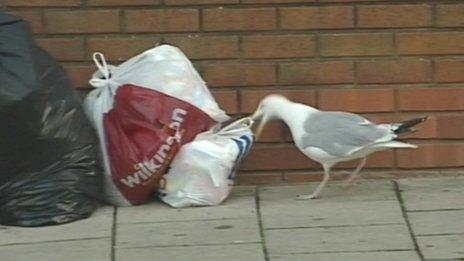 A gull attacks a bag of litter