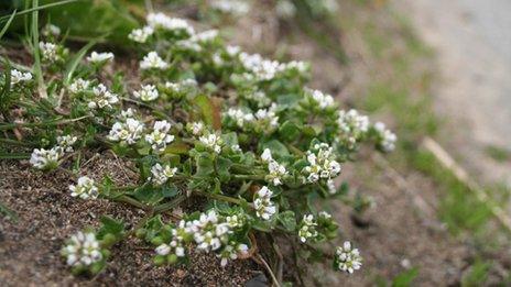 Danish scurvy grass