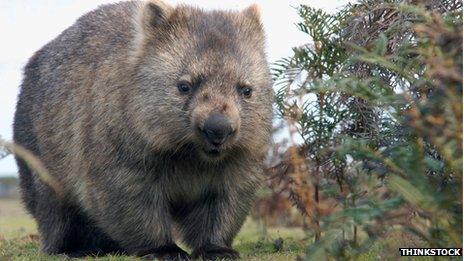Australia's wombats struggling to survive - BBC News