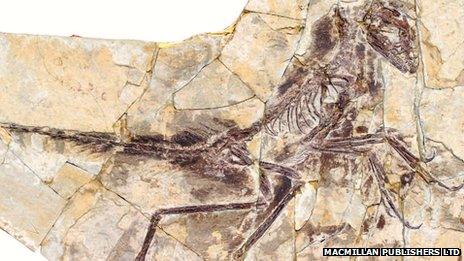 Eosinopteryx feathered dinosaur offers clues on bird evolution - BBC News