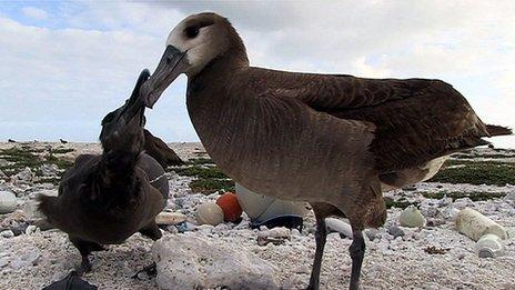 Albatross parent and chick