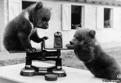 May 1962: Two brown bear cubs born at Whipsnade Zoo, Bedfordshire playing with the scales at their first weight check