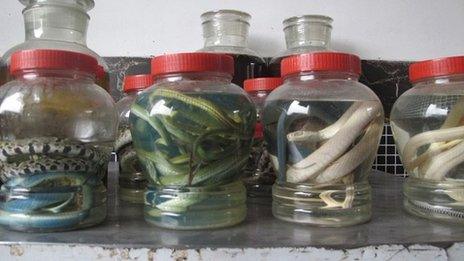 Snakes in jars