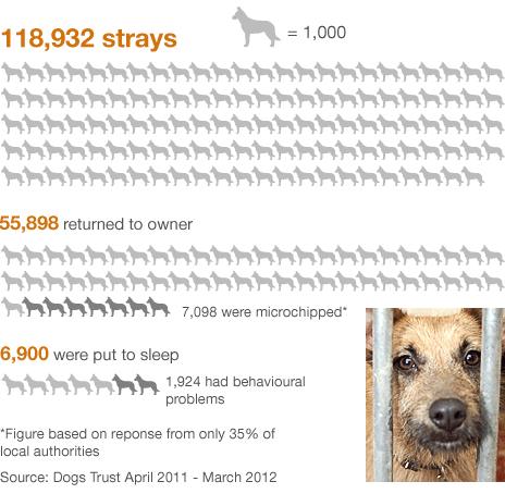Stray dog stats broken down by reunited with owners, put down and microchipped