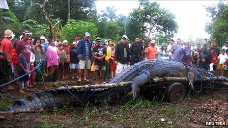A 21ft (6.4m) saltwater crocodile, which is suspected of having attacked several people, after it was caught in Nueva Era in Bunawan town, Agusan del Sur, southern Philippines on 4 September 2011