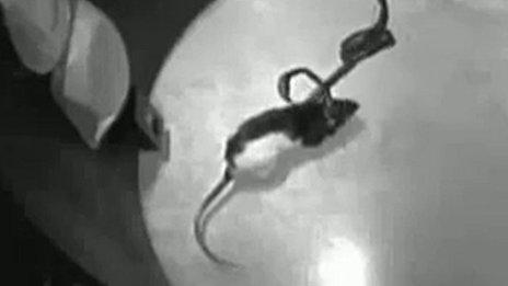 Rat hooked up to infrared detector