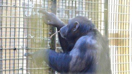 Chimpanzee at Whipsnade Zoo