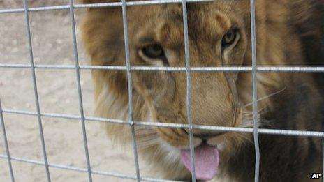12 October 2012 photo released by JP Marketing shows a four-year-old male African lion named Couscous at Cat Haven