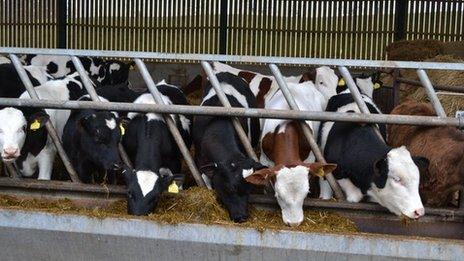 Are Scotland's dairy farmers getting a fair deal yet? - BBC News