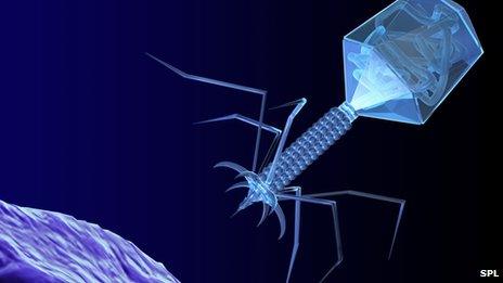 Bacteriophage Stock Photos Royalty Free Bacteriophage Images   Depositphotos
