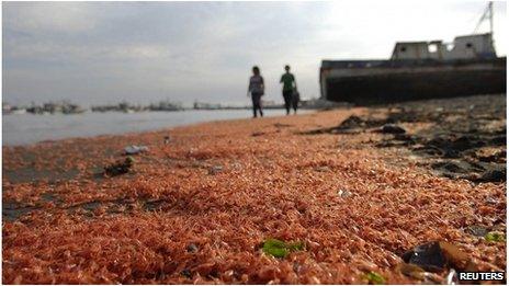 Dead prawns washed ashore in Chile