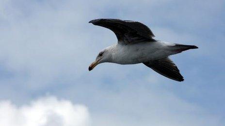 A gull flying