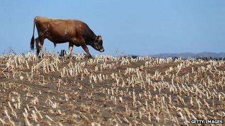 Cows search for edible grass in drought strickened paddocks on 12 March 2013 in Waiuku, New Zealand