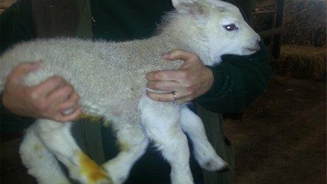 Quinto the five-legged lamb