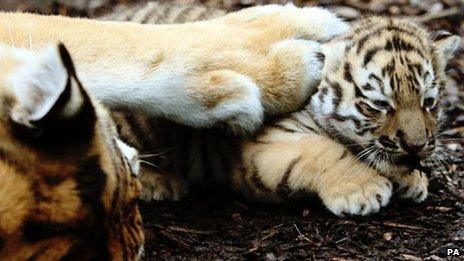 Rare Amur tiger cubs born at Highland Wildlife Park - BBC News