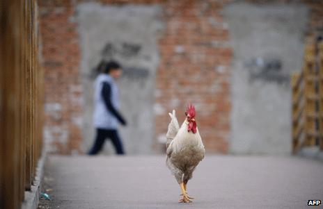 A rooster struts along a Beijing street as a woman passes, 4 April