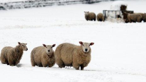 Defaid yn yr eira