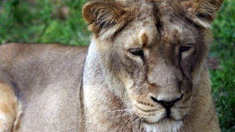 An Asiatic lion at London Zoo