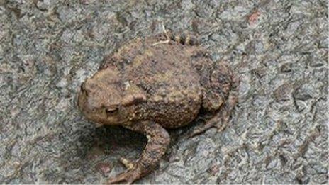 A toad on a road.