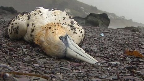 Dead gannet