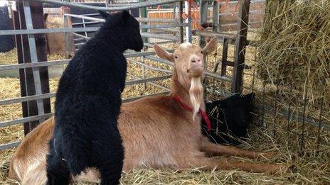 Sheep and goat at White Post Farm