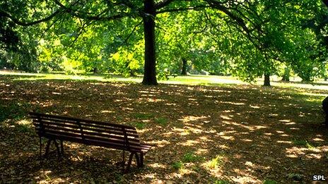 Sunny scene in parkland