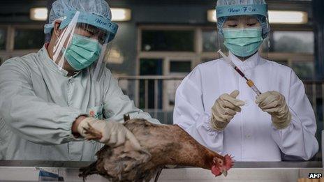 Scientists inspect chicken