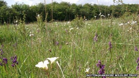 Wilwell Farm Cutting recovery to take 'five years' - BBC News